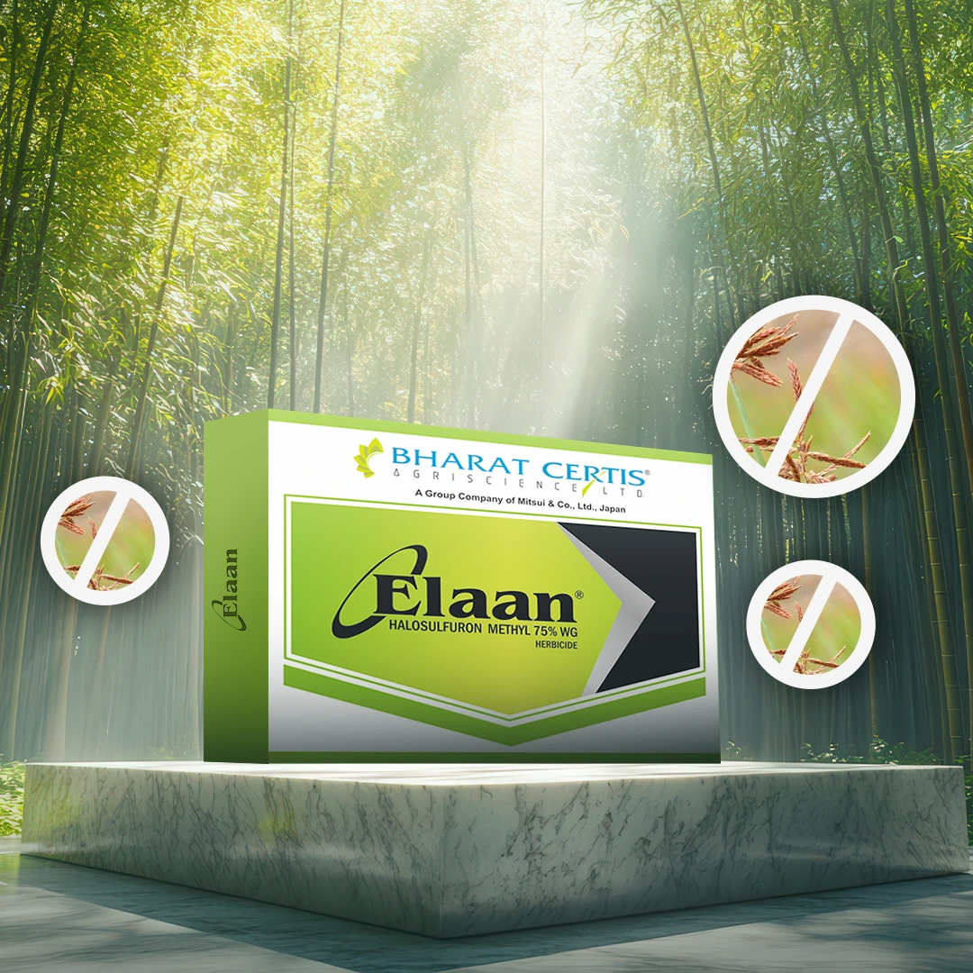 Boosting Sugarcane Yields with Effective Weed Management